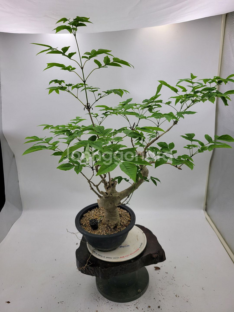 물푸레나무 화분 정원수 인테리어식물 카페화분 분재--7