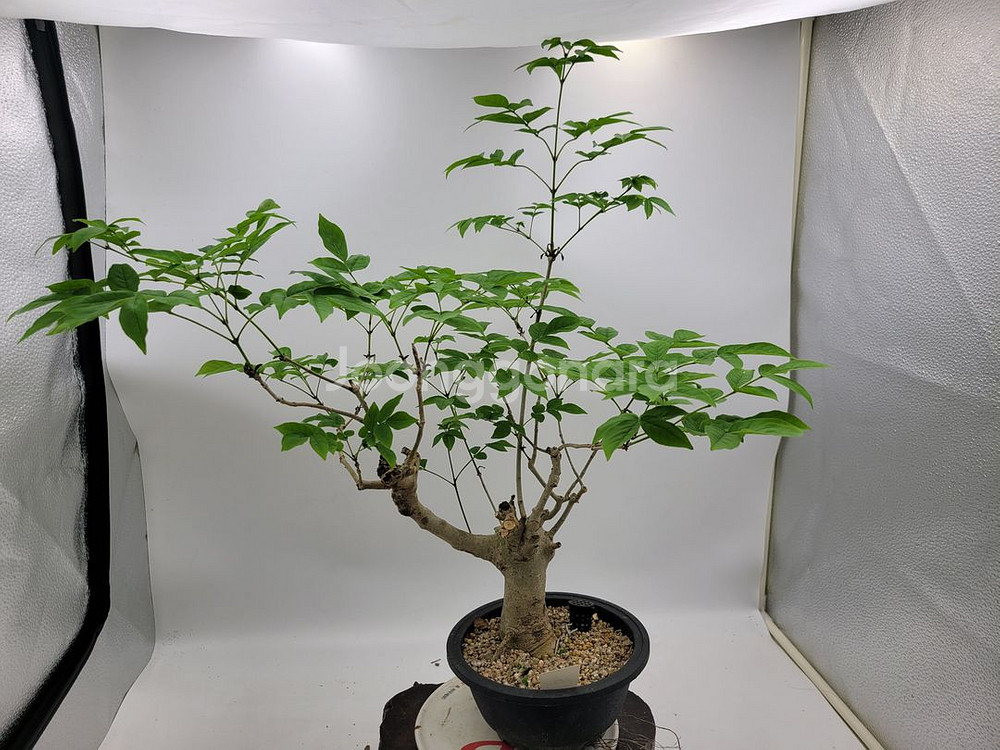 물푸레나무 화분 정원수 인테리어식물 카페화분 분재--3