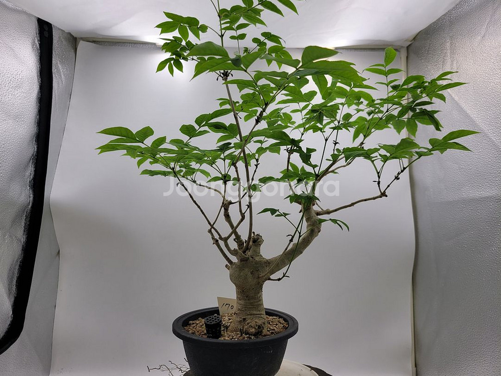 물푸레나무 화분 정원수 인테리어식물 카페화분 분재--1