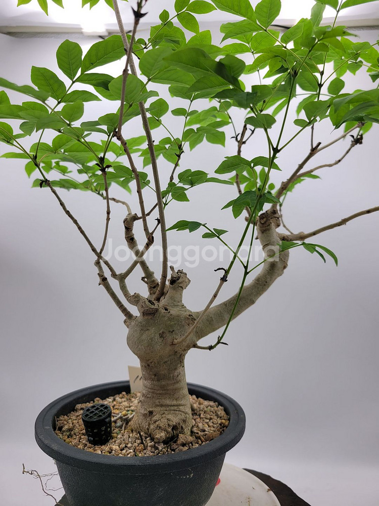물푸레나무 화분 정원수 인테리어식물 카페화분 분재--6