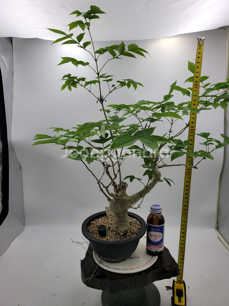 물푸레나무 화분 정원수 인테리어식물 카페화분 분재--4