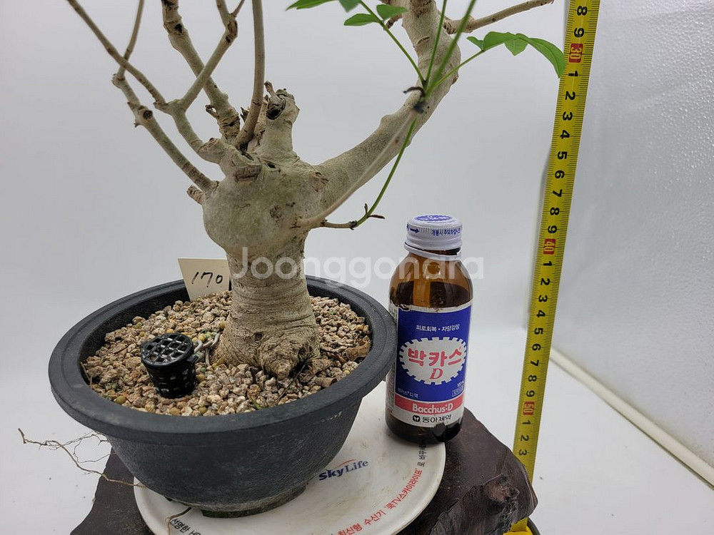 물푸레나무 화분 정원수 인테리어식물 카페화분 분재--8