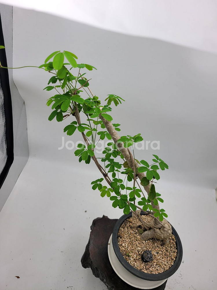 으름나무덩굴 분재 정원수 화분 인테리어식물 카페화분--0