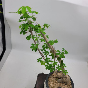 으름나무덩굴 분재 정원수 화분 인테리어식물 카페화분