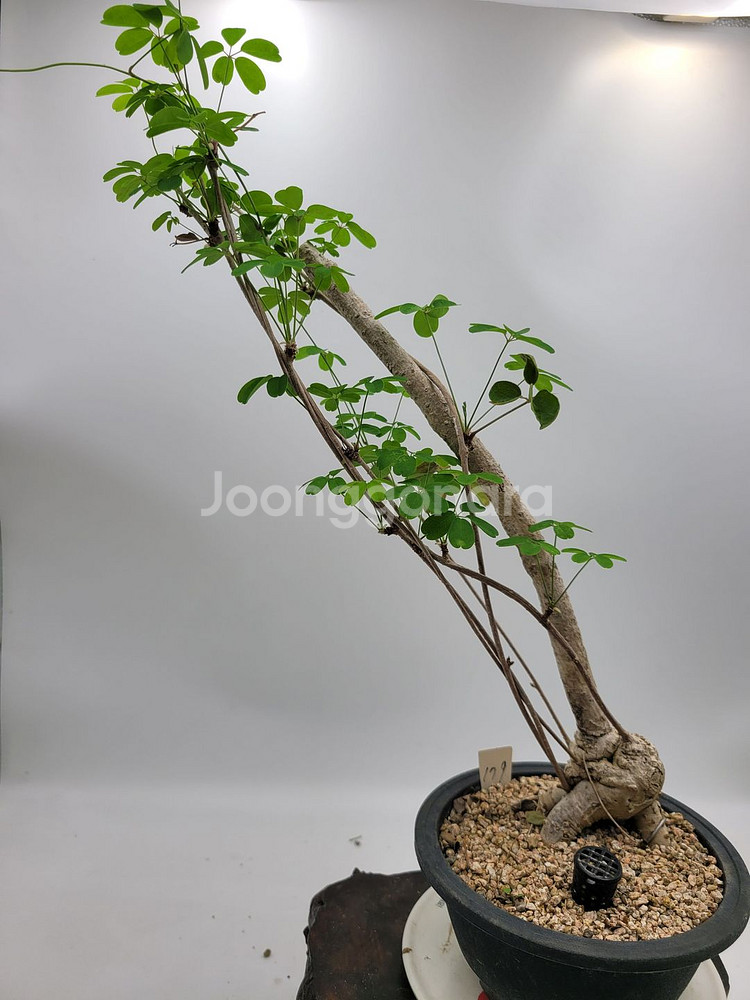 으름나무덩굴 분재 정원수 화분 인테리어식물 카페화분--3