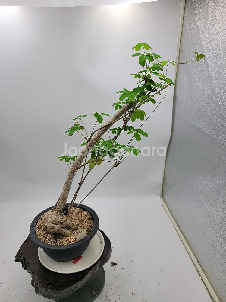 으름나무덩굴 분재 정원수 화분 인테리어식물 카페화분--1