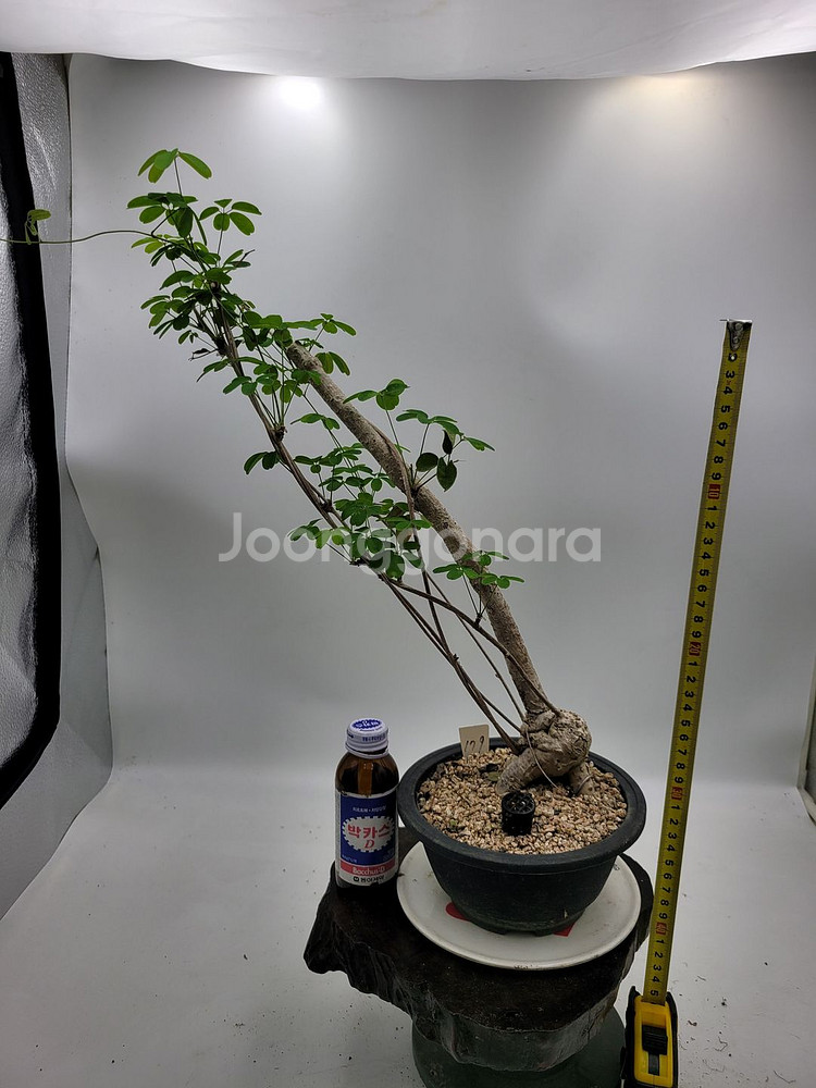 으름나무덩굴 분재 정원수 화분 인테리어식물 카페화분--4