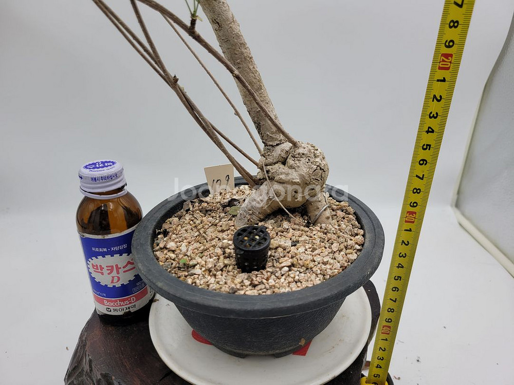 으름나무덩굴 분재 정원수 화분 인테리어식물 카페화분--5