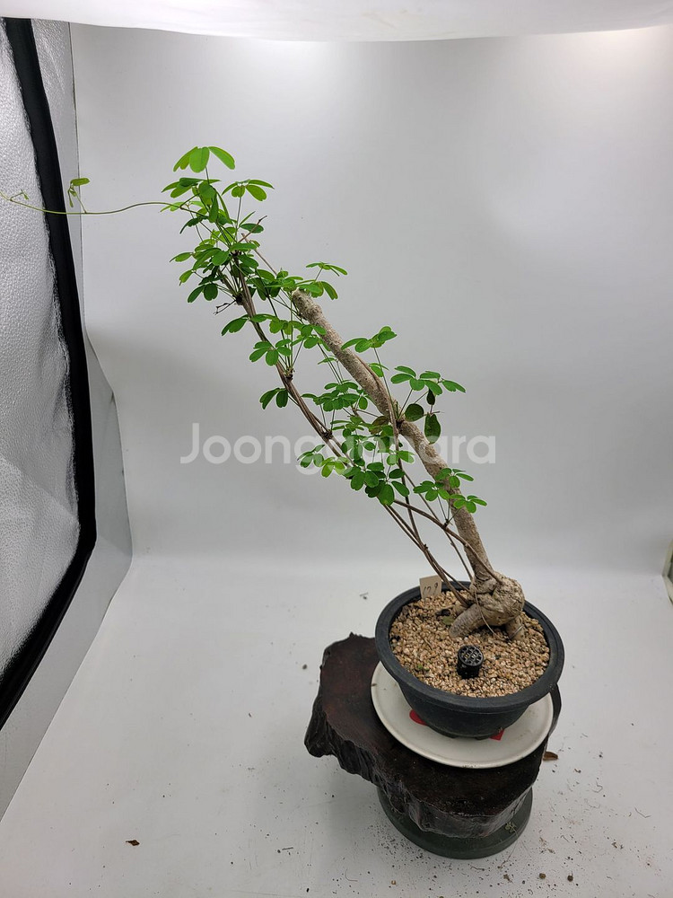 으름나무덩굴 분재 정원수 화분 인테리어식물 카페화분--2