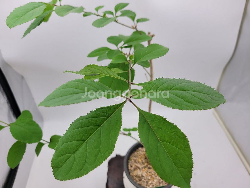 이팝나무 화분 정원수 분재 인테리어식물 카페화분--2