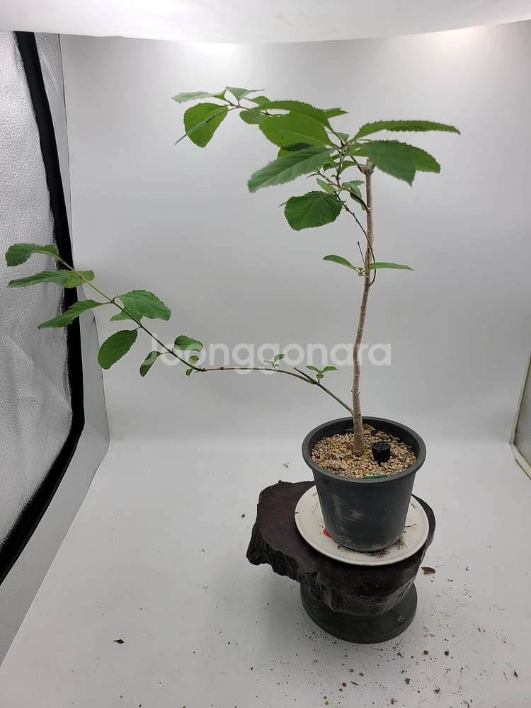 이팝나무 화분 정원수 분재 인테리어식물 카페화분--4