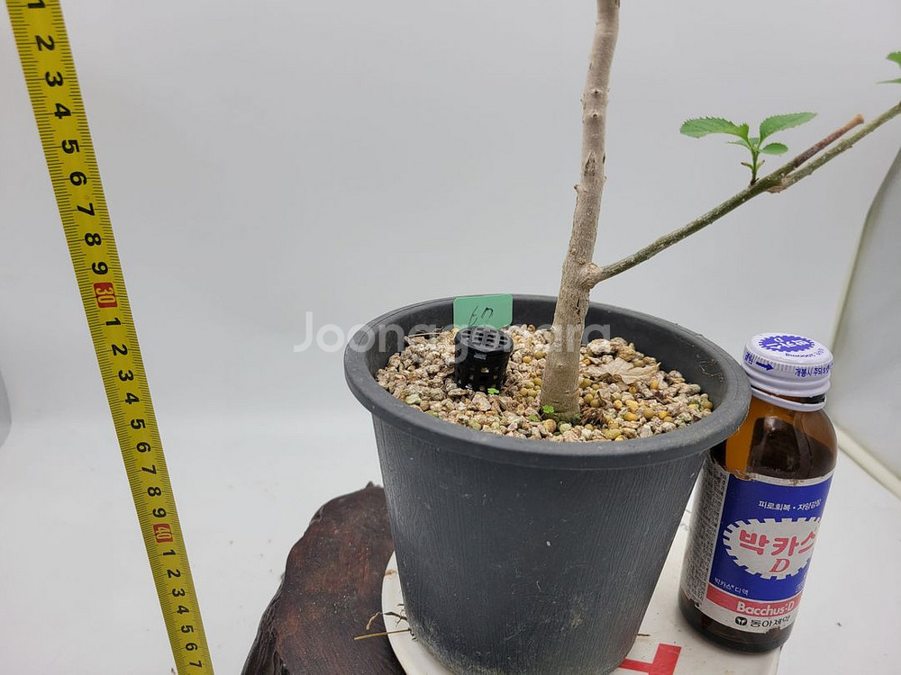이팝나무 화분 정원수 분재 인테리어식물 카페화분--0