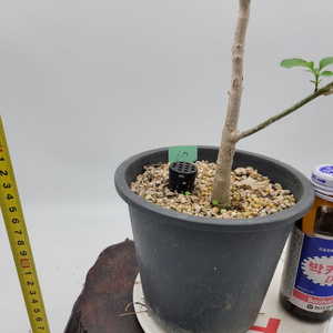 이팝나무 화분 정원수 분재 인테리어식물 카페화분