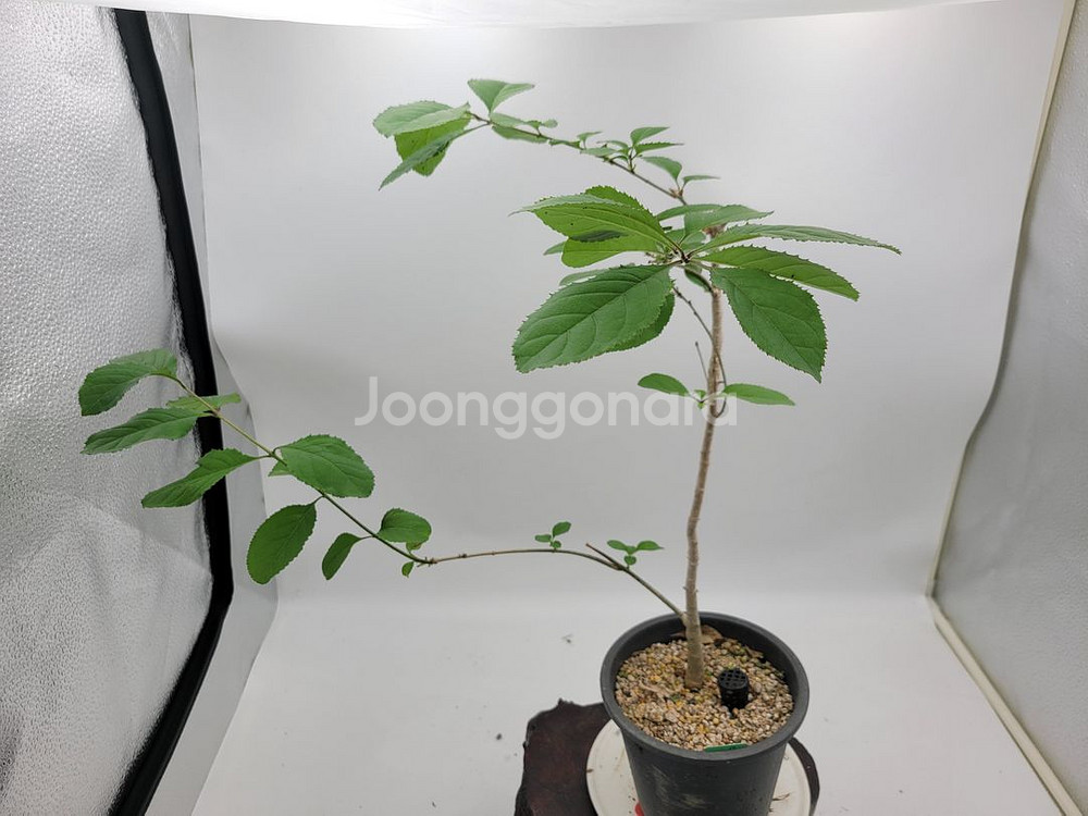 이팝나무 화분 정원수 분재 인테리어식물 카페화분--1