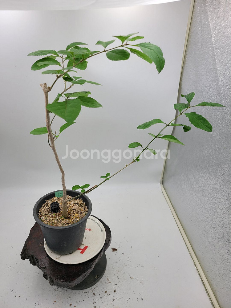 이팝나무 화분 정원수 분재 인테리어식물 카페화분--3