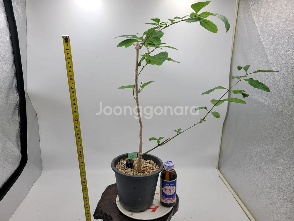 이팝나무 화분 정원수 분재 인테리어식물 카페화분--6