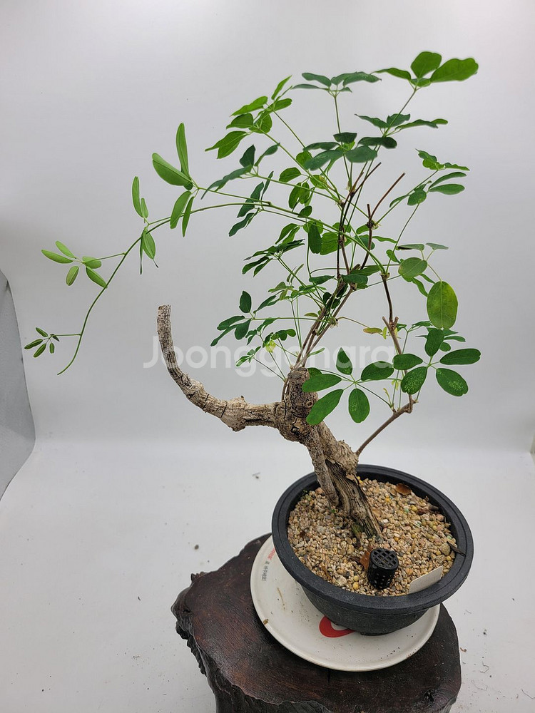 으름나무덩굴 분재 정원수 화분 인테리어식물 카페화분--4