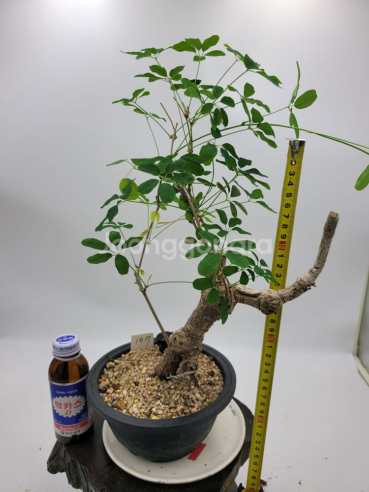 으름나무덩굴 분재 정원수 화분 인테리어식물 카페화분--2