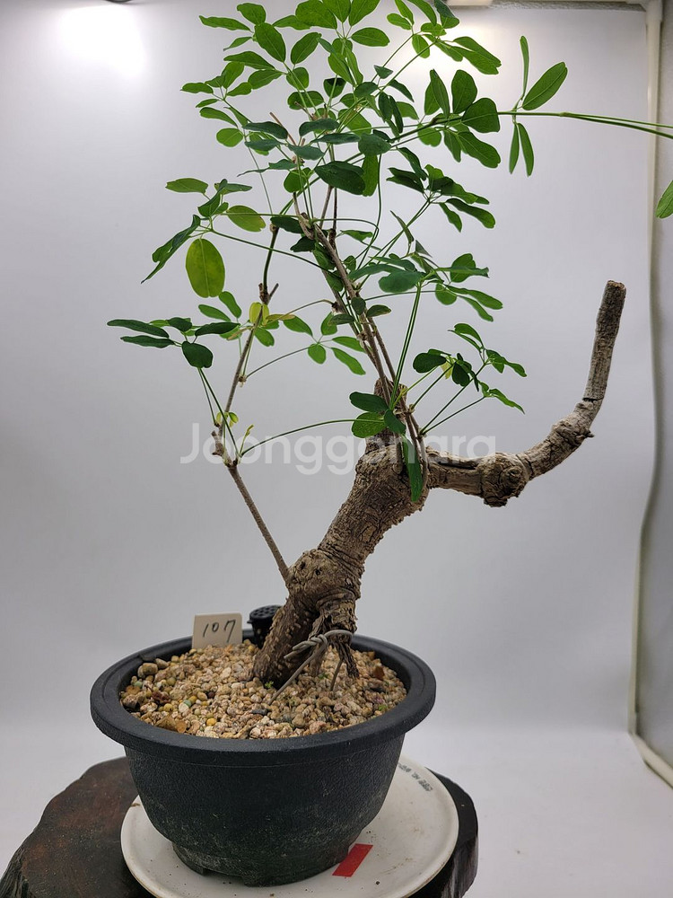 으름나무덩굴 분재 정원수 화분 인테리어식물 카페화분--1