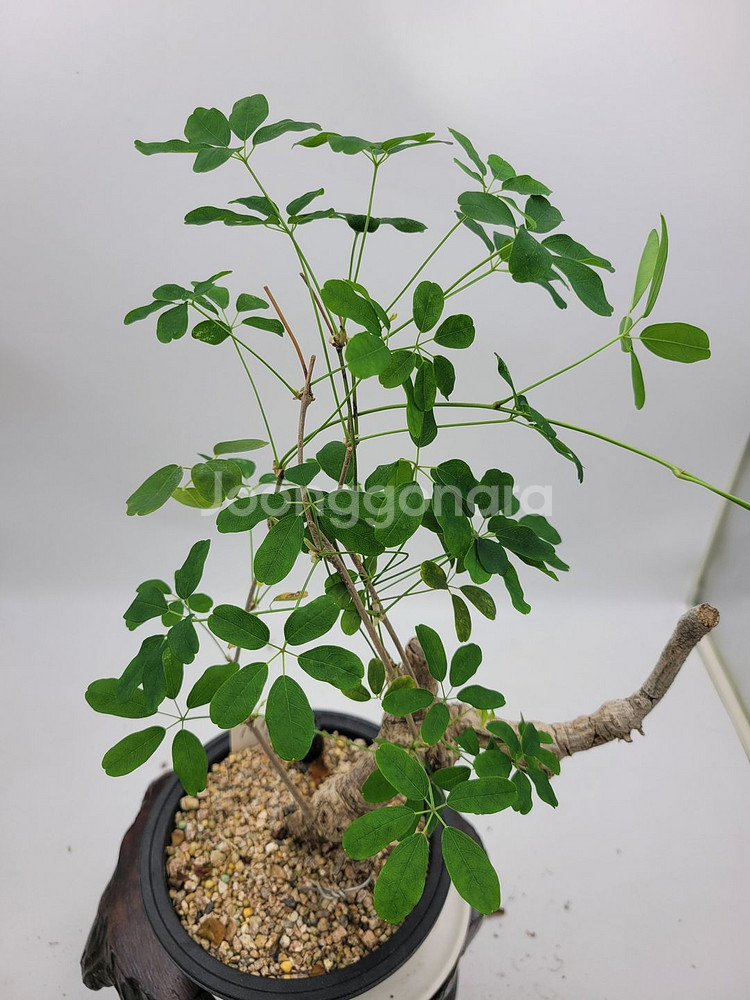 으름나무덩굴 분재 정원수 화분 인테리어식물 카페화분--0