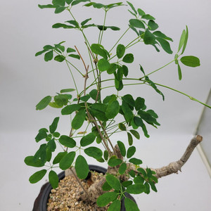 으름나무덩굴 분재 정원수 화분 인테리어식물 카페화분