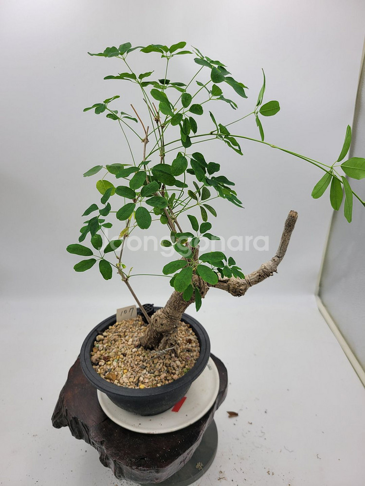 으름나무덩굴 분재 정원수 화분 인테리어식물 카페화분--5