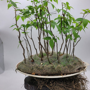 느티나무 모아심기 분재 인테리어식물 정원수