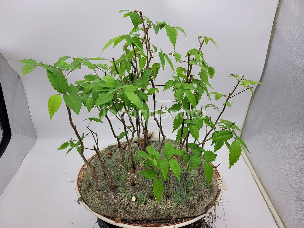 느티나무 모아심기 분재 인테리어식물 정원수--3