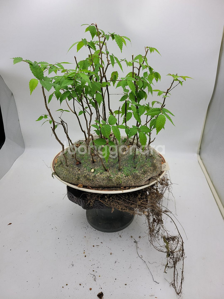 느티나무 모아심기 분재 인테리어식물 정원수--1