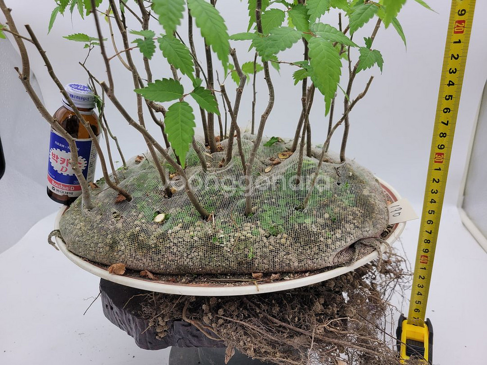 느티나무 모아심기 분재 인테리어식물 정원수--2