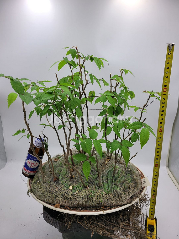 느티나무 모아심기 분재 인테리어식물 정원수--4