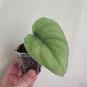 스킨답서스 올모스트실버