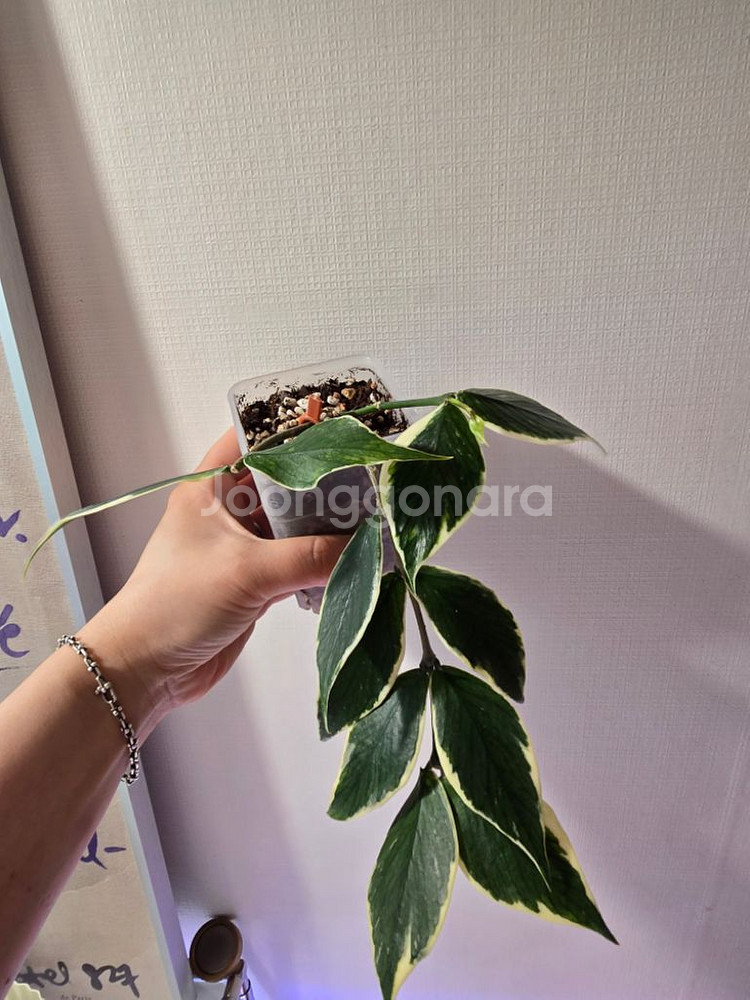 호야 폴리네우라 알보--0