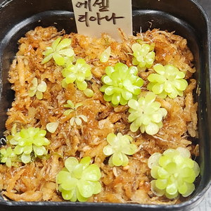 벌레잡이제비꽃.에셀리아나