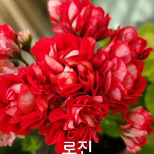 제라늄 로진 러시아제라늄 0.7