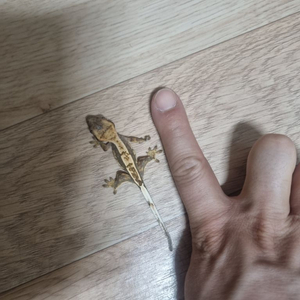 크레스티드 게코 베이비1