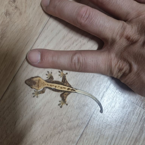 크레스티드게코 베이비3