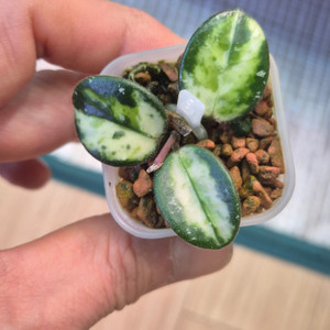 호야 마틸드 바리에가타
