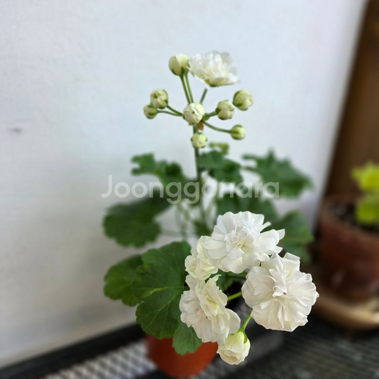 밀크러브 제라늄--0