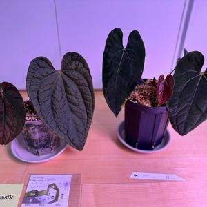 안스리움 2개 세트 (다크피닉스x파필퍼플 / 파필와로쿠