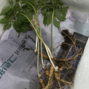 자연 산삼 6뿌리