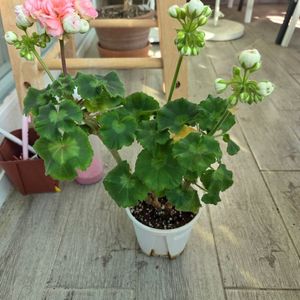 제라늄(아스트리드)
