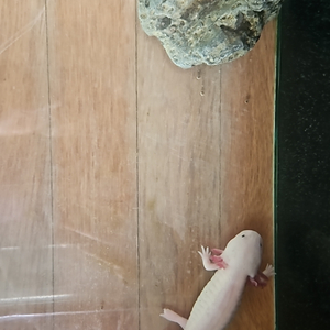 물고기 무료 분양되나요? 우파루파