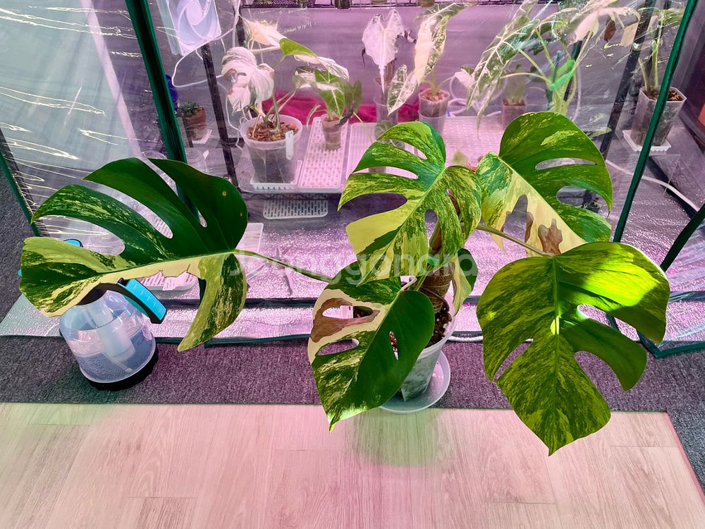 옐로우 몬스테라--0