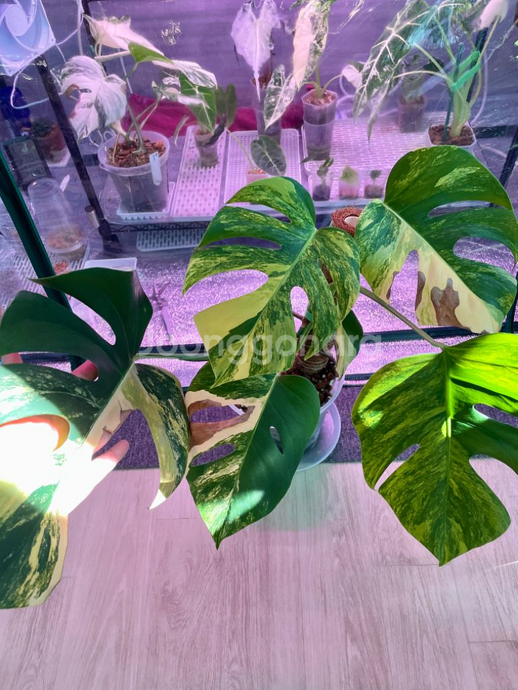 옐로우 몬스테라--1