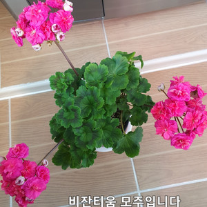 러시아제라늄 UV비잔티움