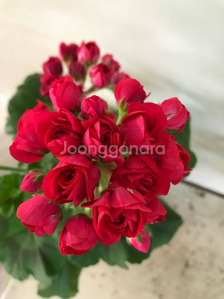 이사도라던컨 러시아 제라늄--0
