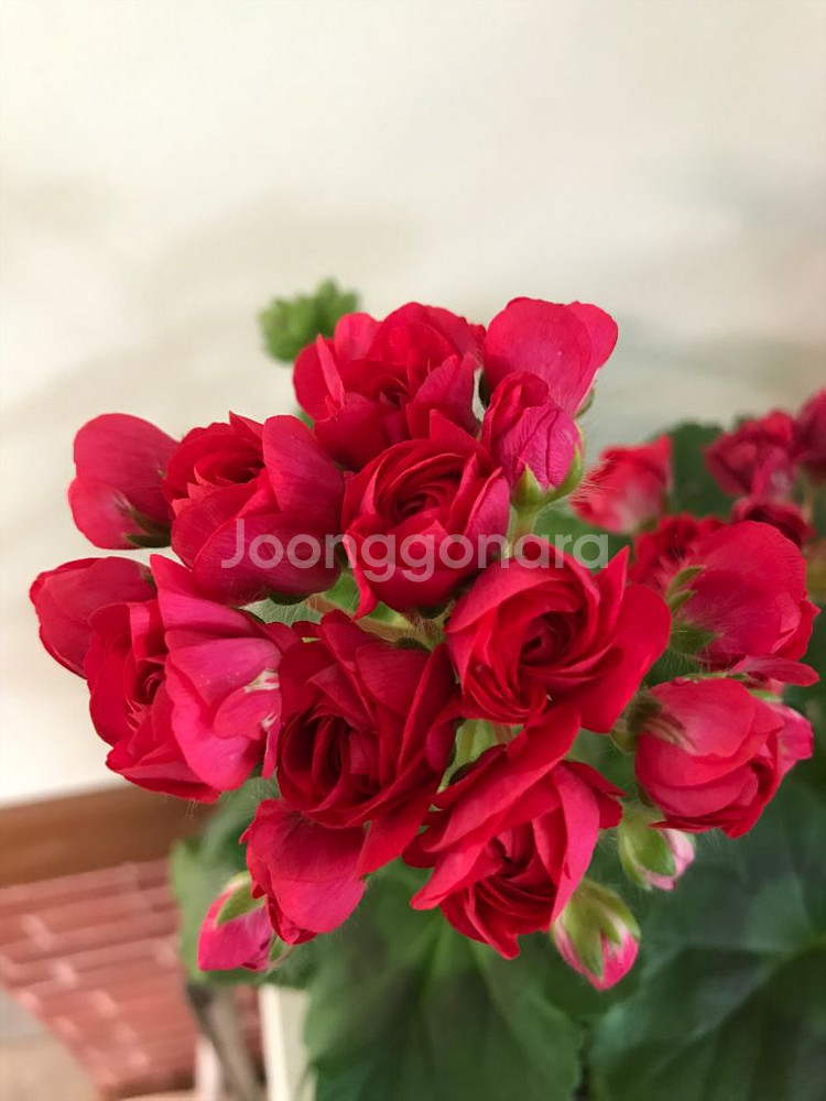 이사도라던컨 러시아 제라늄--2