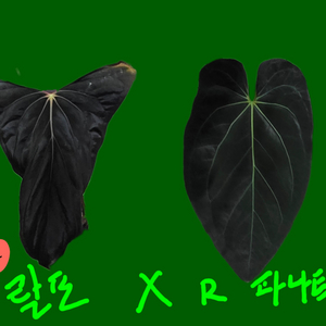 안스리움 rlfs x r파나틱
