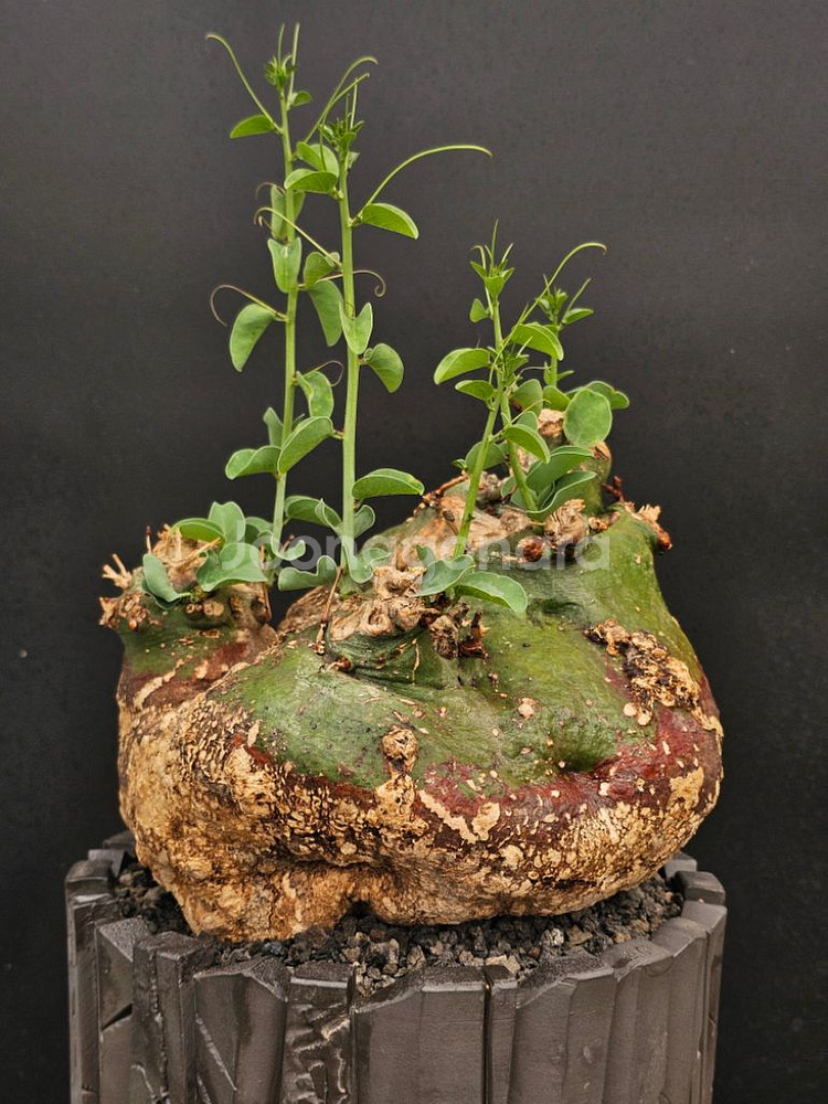 아데니아 스피노사 (아프리카식물/코덱스)--0